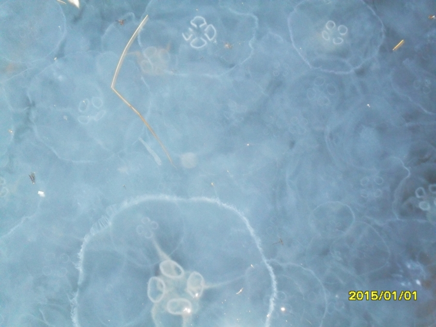 Сплошной покров медуз в бухте Балаклава