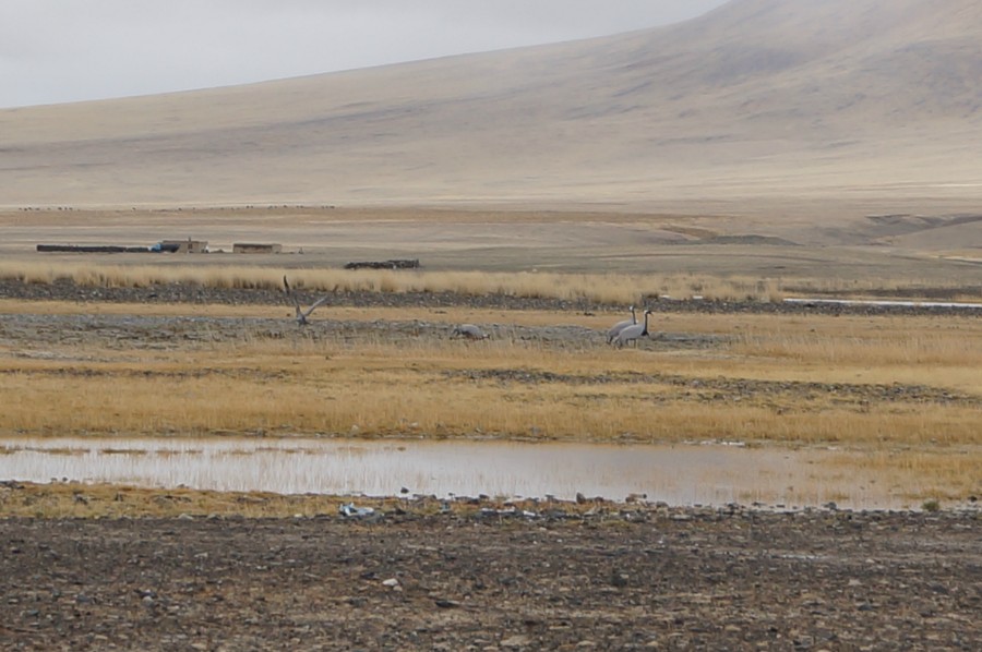 В Монголии много птиц
