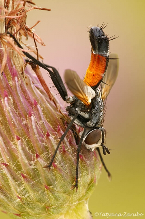 _Cylindromyia auriceps