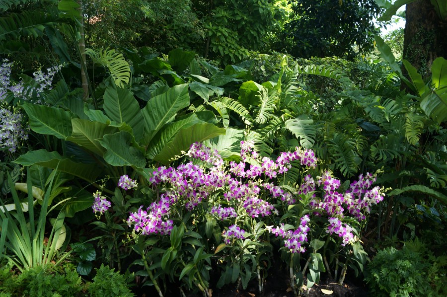    (Singapore Botanic Garden).  