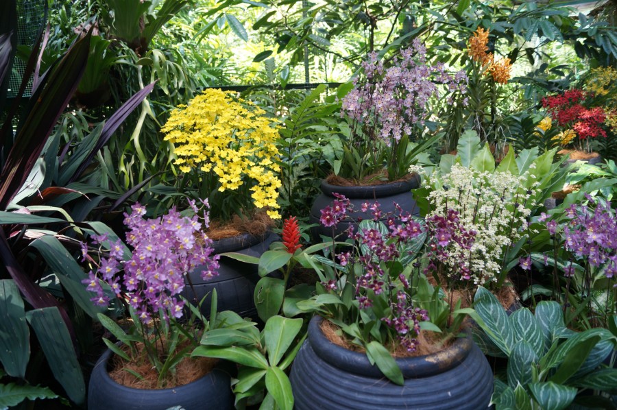  .    (Singapore Botanic Garden),  2
