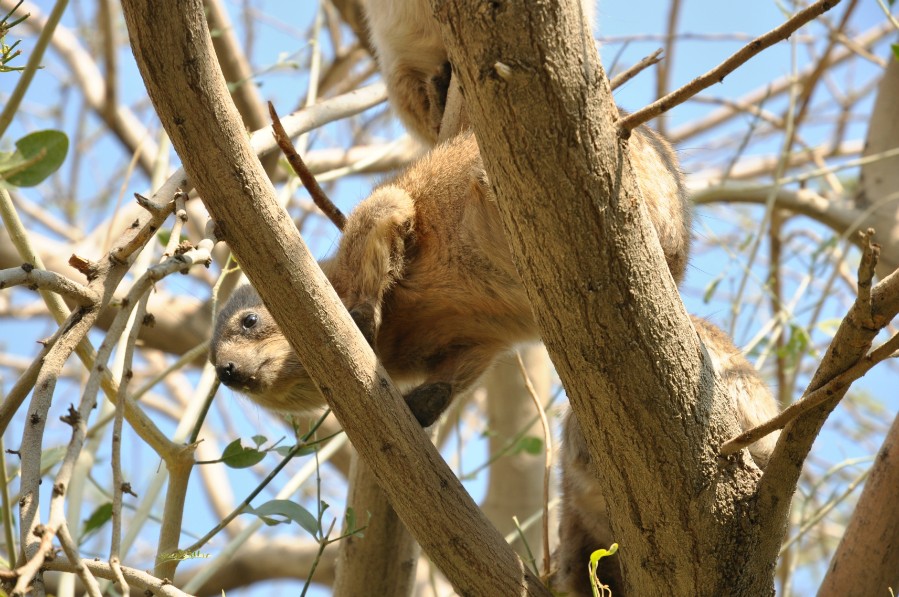 Rock Hyrax -   (  )