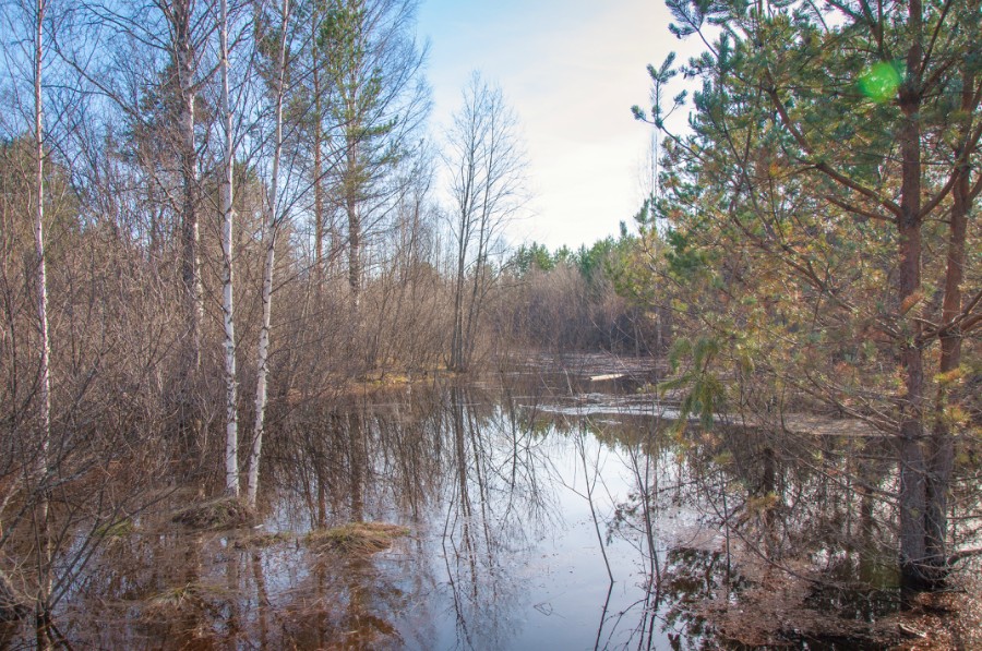 Вода в лесу