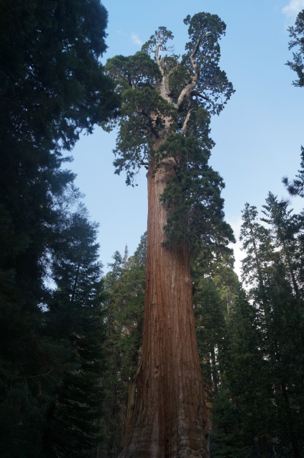 General Grant Tree (  )