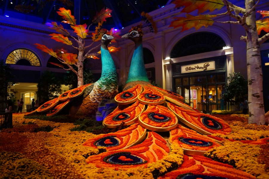    .   (Bellagio Hotel and Casino 5*)  2