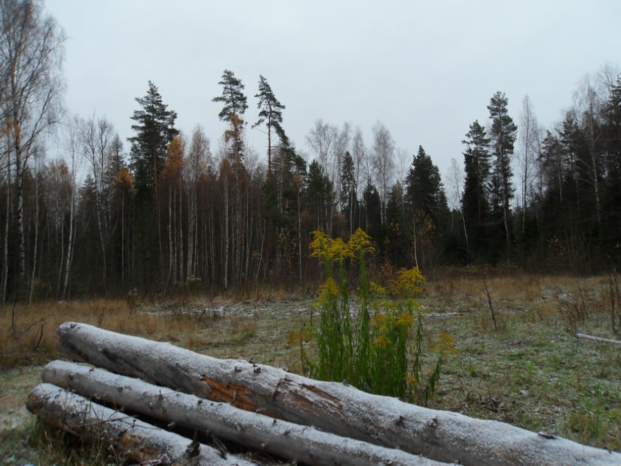 Поздней осенью в лесу
