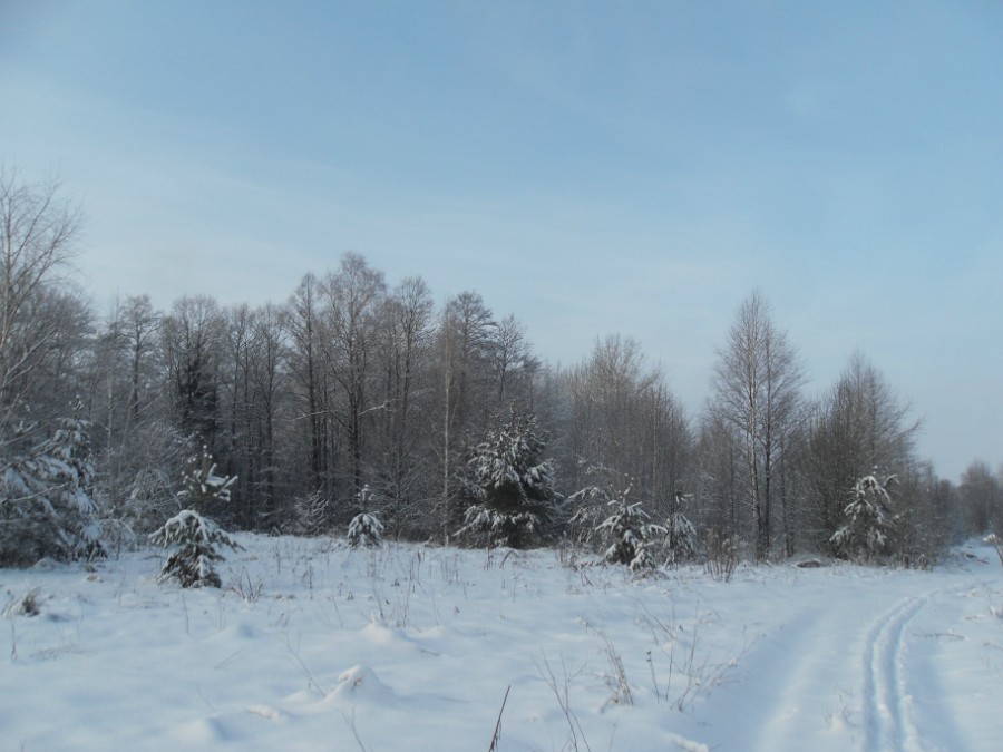 Зимний лес на берегах Кезы. Фото 1