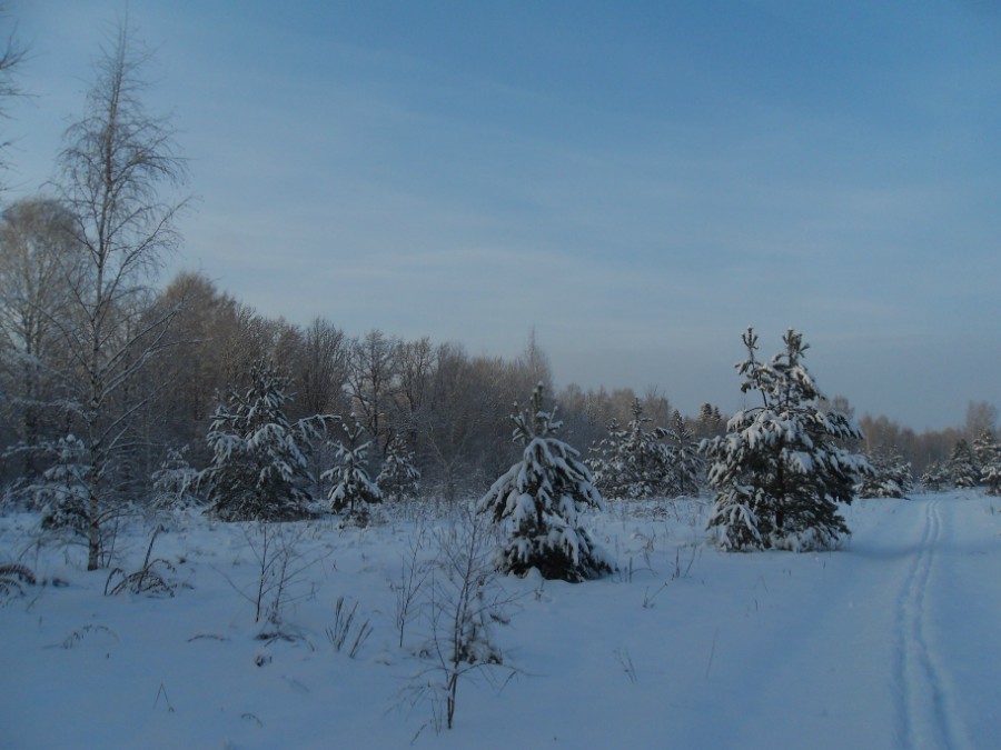 Зимний лес на берегах Кезы. Фото 2