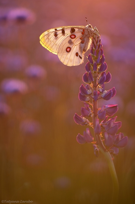 "Shades of Purple"