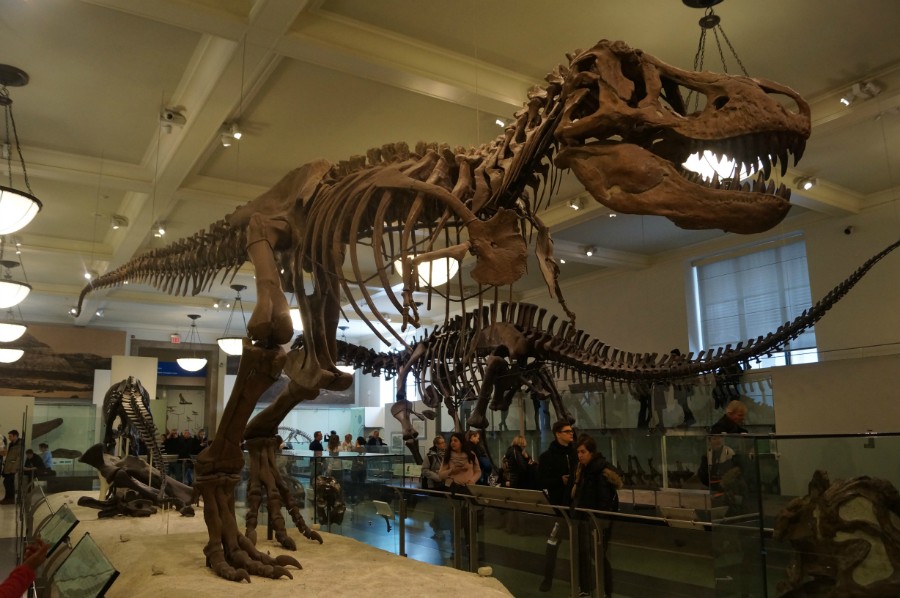 Тиранозавр Рекс
