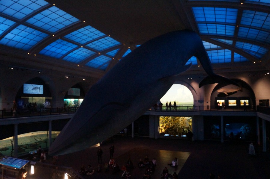 Синий кит в натуральную величину