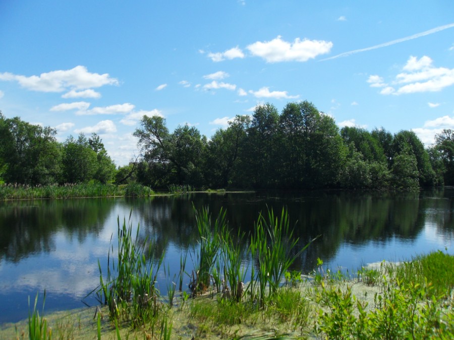 Нижний пруд в д. Слободское. Фото 2