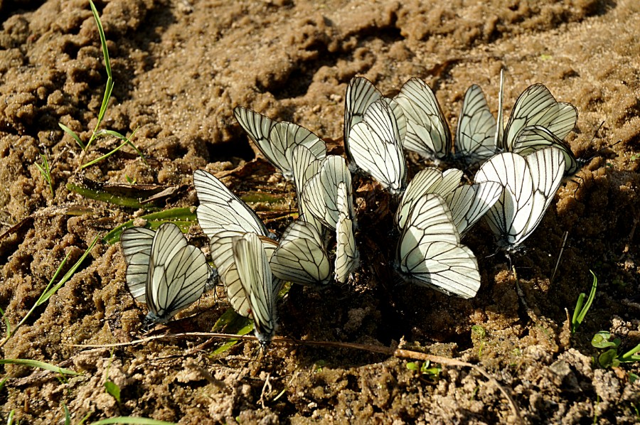 Бабочки на водопое на оз. Нарбус (Арбус) Меньшиковское