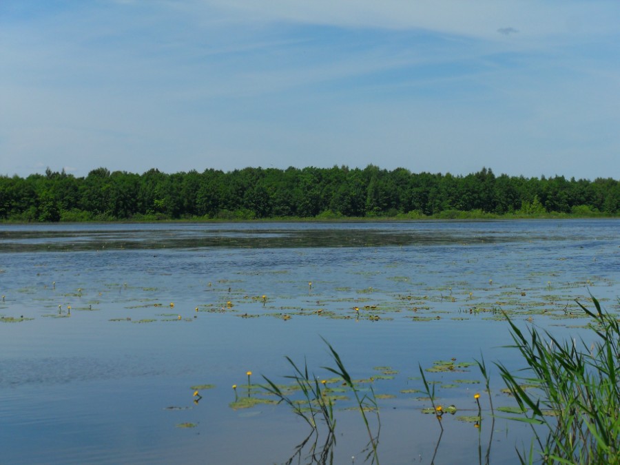 Кувшинки на озере Толоконцевское. Фото 1