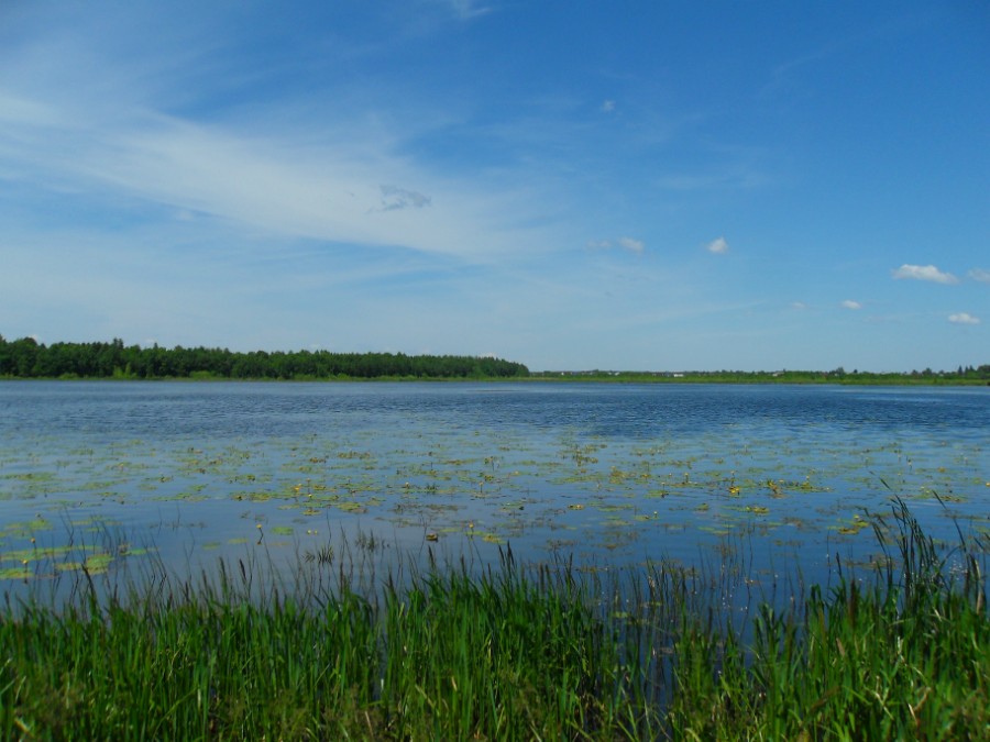 Кувшинки на озере Толоконцевское. Фото 2