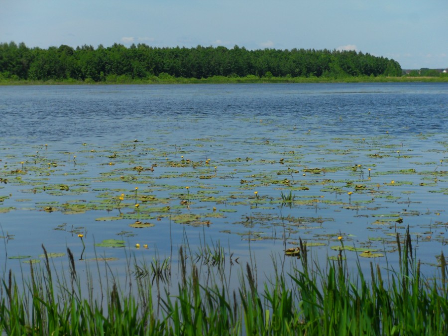 Кувшинки на озере Толоконцевское. Фото 3