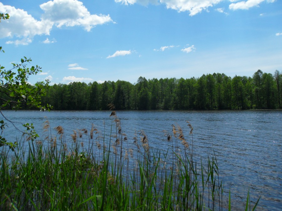 Озеро Юхро (на северном берегу). Фото 2