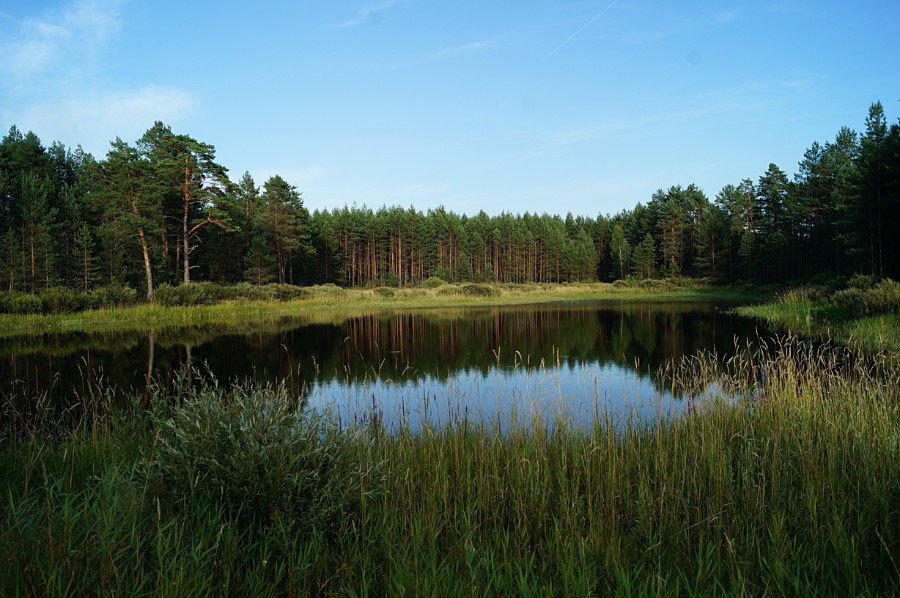 Небольшое, безымянное озерцо к северу от Сосновского озера Долгое (местоположение см. под фото 