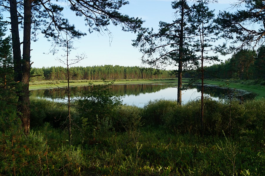 Озеро Долгое (Сосновское). Вид с высокого северного берега