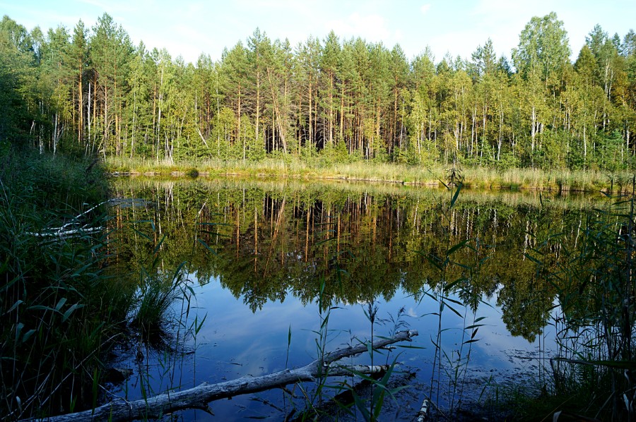 Безымянное озеро в полутора километрах к юго-западу от д. Бобровка (Навашинский район)