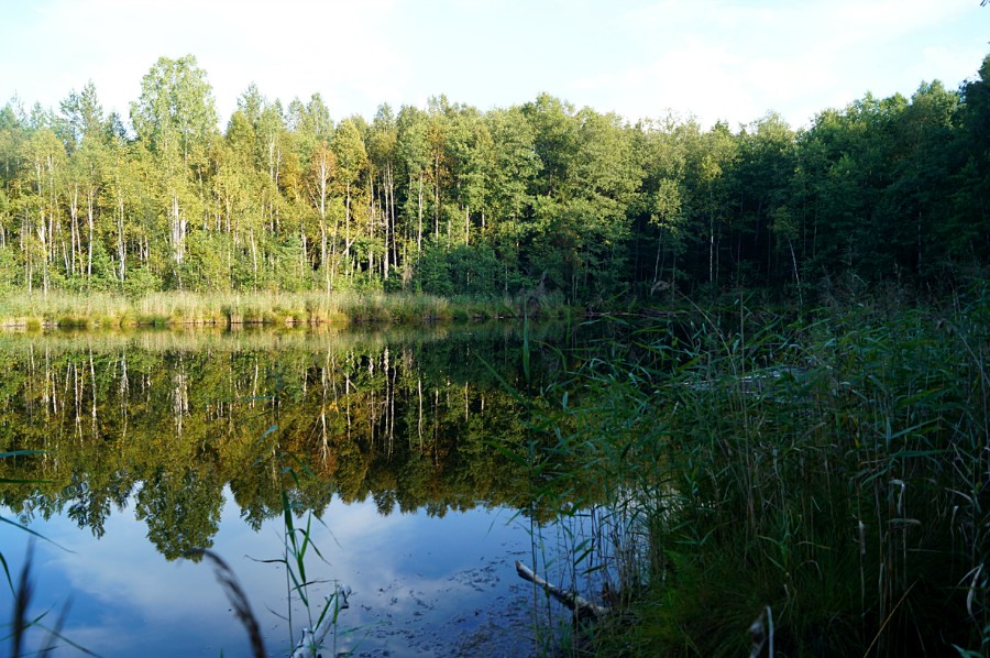 Безымянное озеро в полутора километрах к юго-западу от д. Бобровка (Навашинский район) фото 2