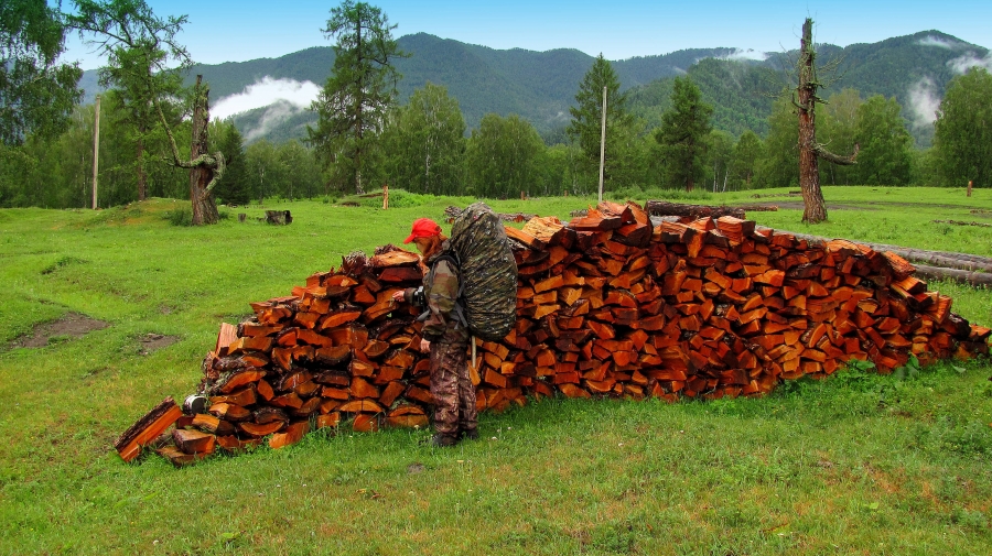 Кедровые дрова
