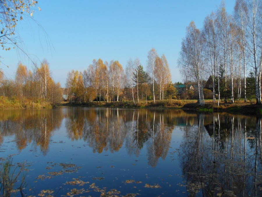 Озеро-пруд Садовое на истоке р. Черновки. Фото 2