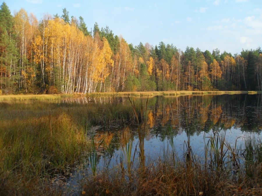 Осень на лесном озере. Фото 2