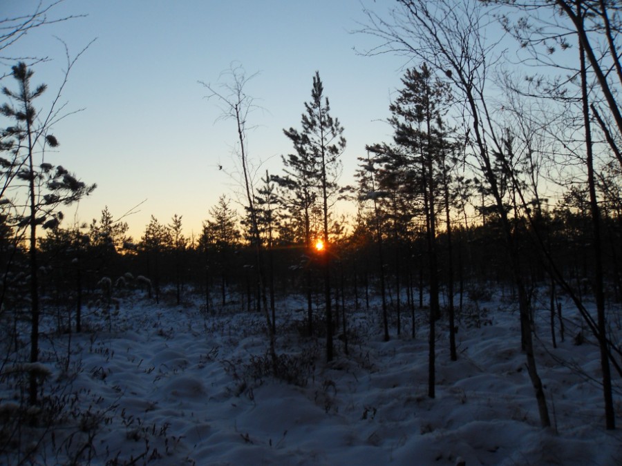 В первый день зимы на краю Быковского болота