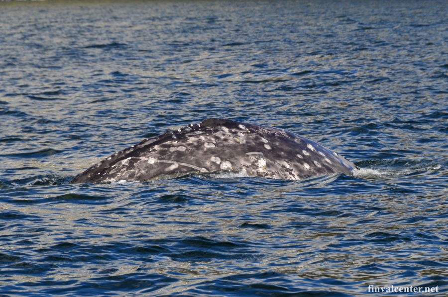 Спина серого кита