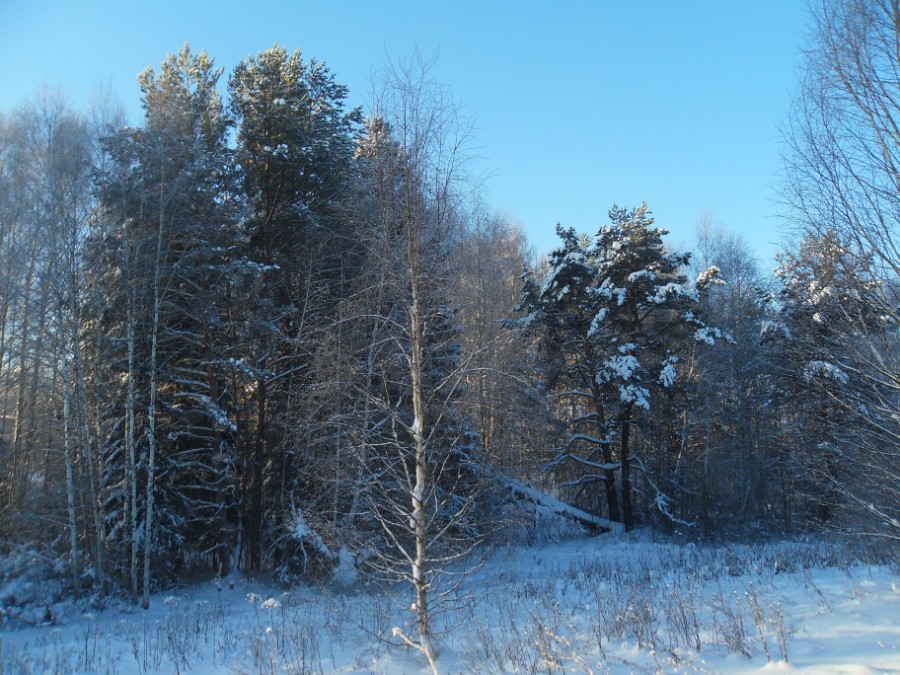 Новгородка под снегом. Фото 1