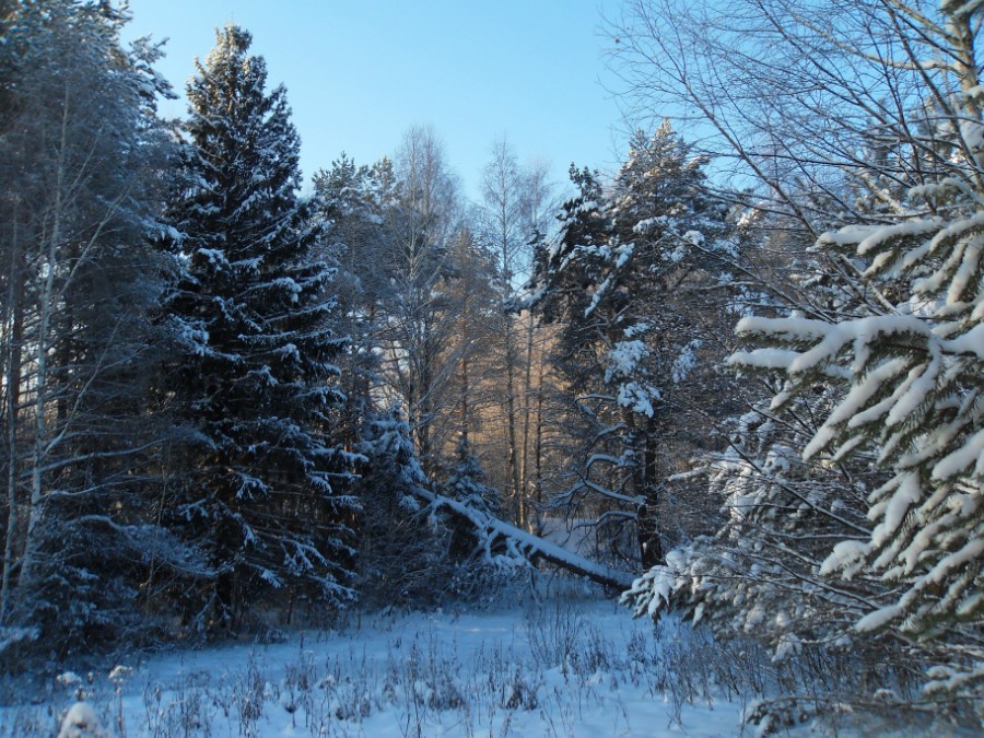 Новгородка под снегом. Фото 2