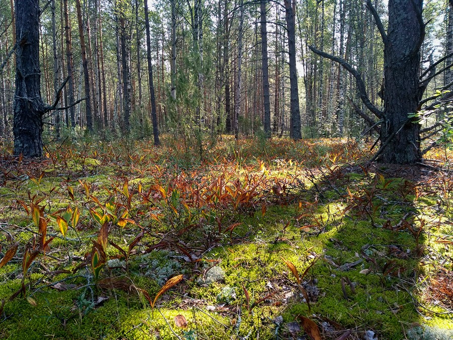 Осенне-ландышевый лес