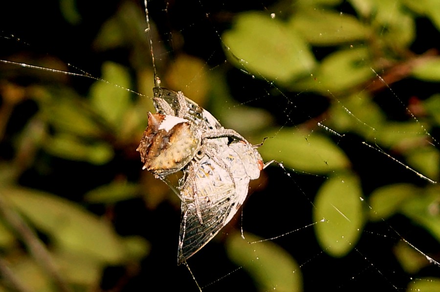   Mahay Mitia Ala. - ( Araneidae ?)  