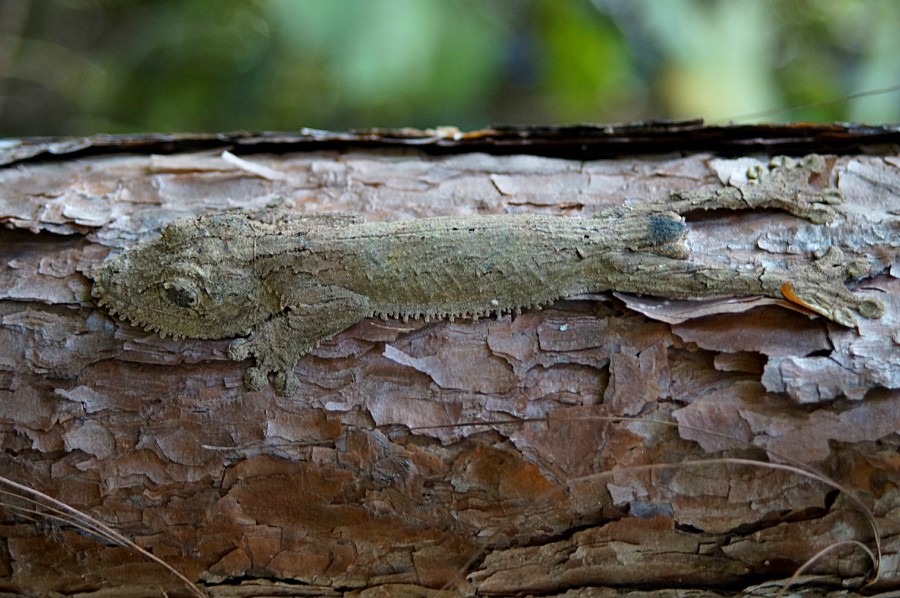   . Uroplatus phantasticus 