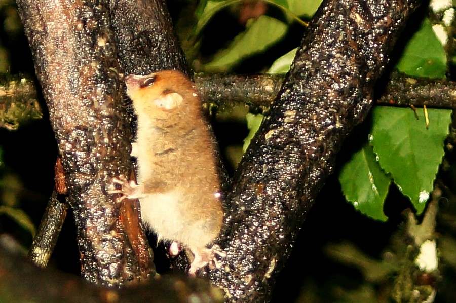 Brown Mouse Lemur