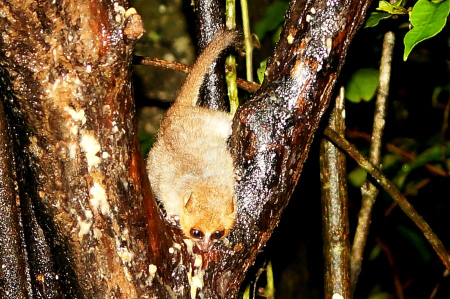 Brown Mouse Lemur