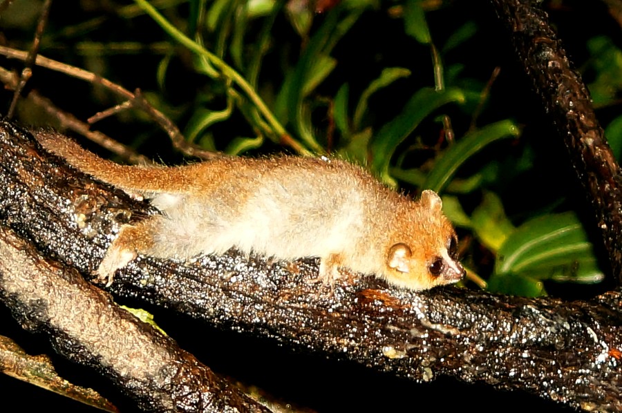 Brown Mouse Lemur