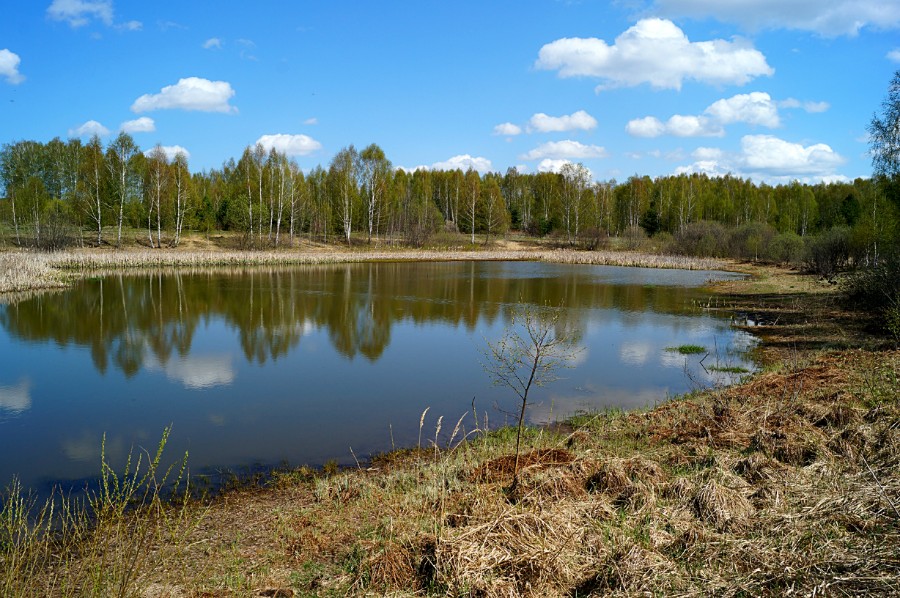 Озеро Мшаное (Сосновский район)