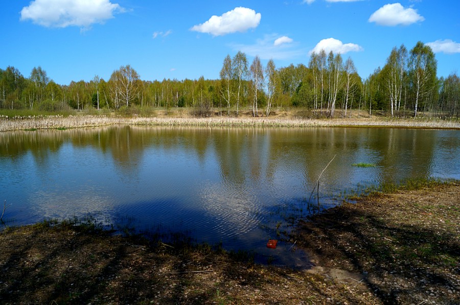 Заход в воду на озере Мшаное (Сосновский район)