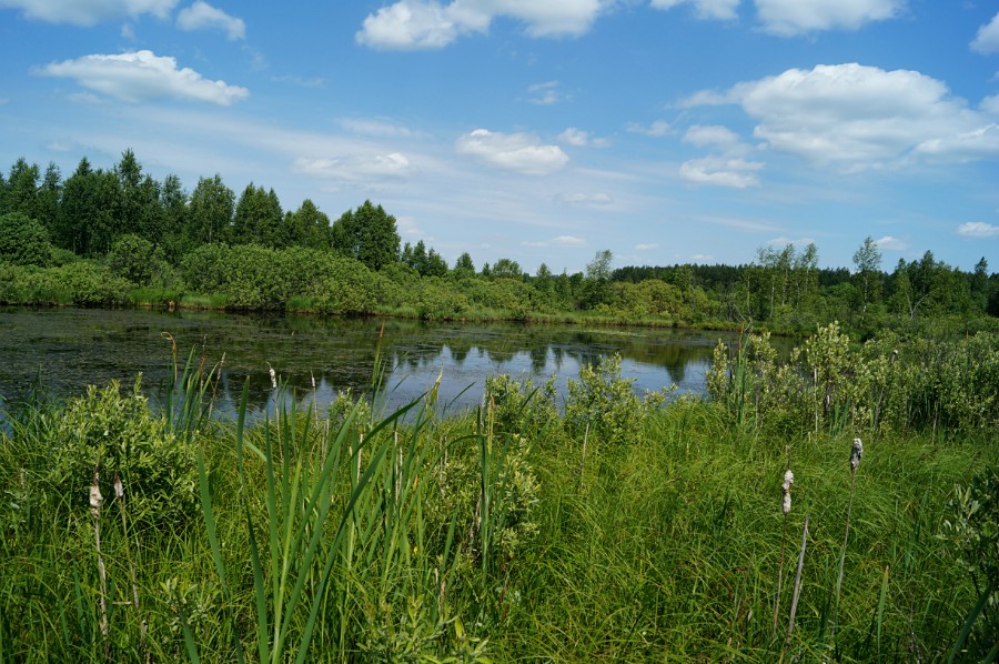 Озеро Болотное к югу от Филюково