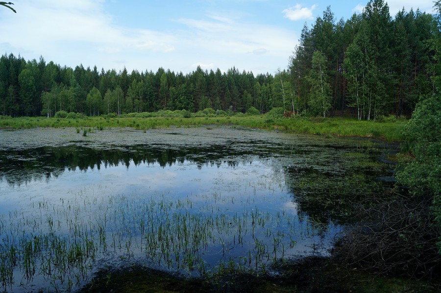 Озеро Лесное к югу от Филюково