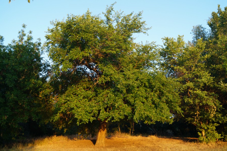 Огромное дерево шелковицы у стоянки на Ахтубе