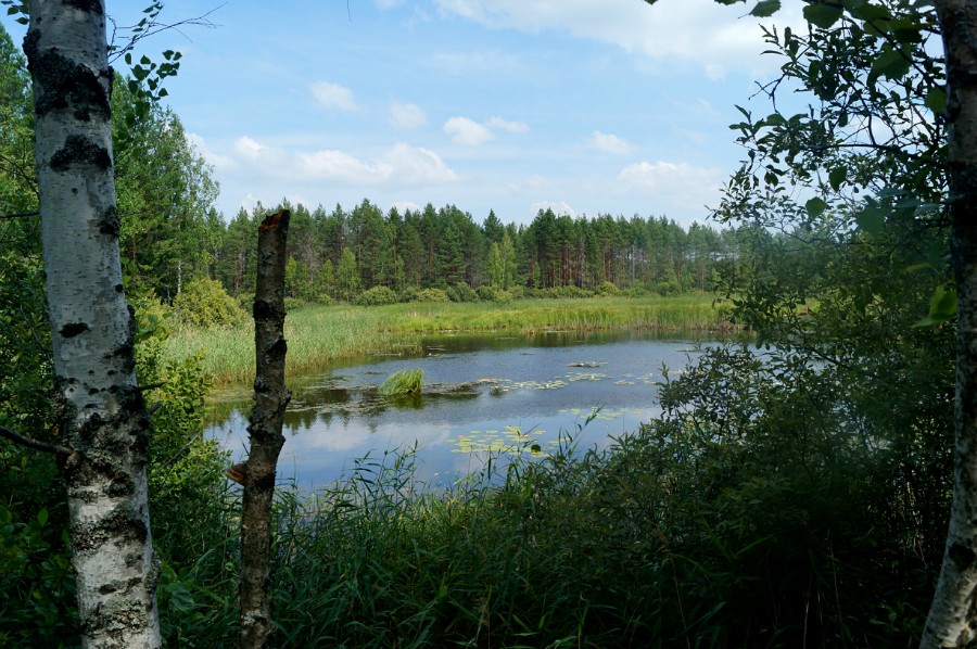 Озеро Журавлиное (Вачский район)