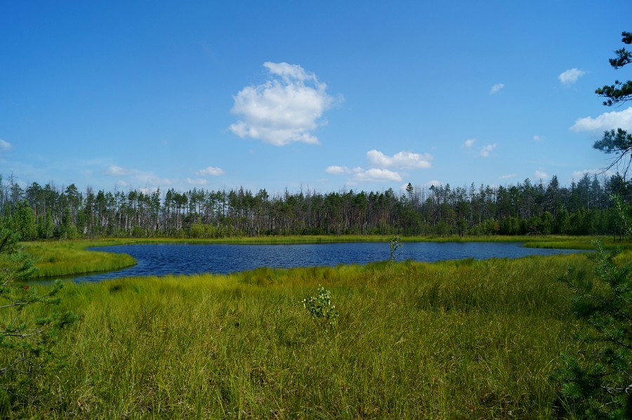 Андреево - живописное озерцо на клюквенном болоте (Вачский район)