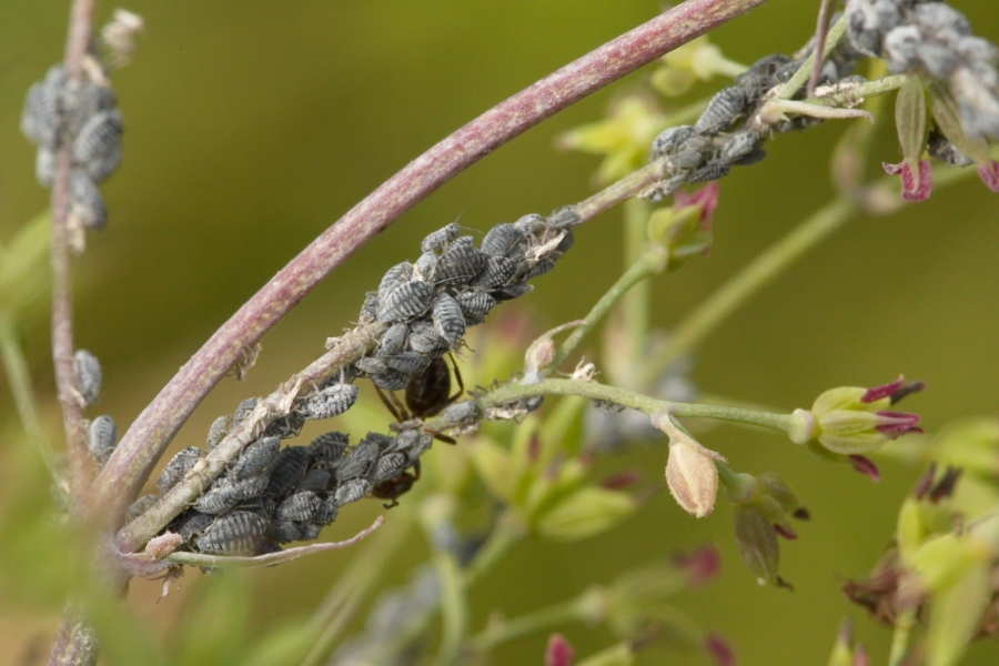 Aphis thalictri