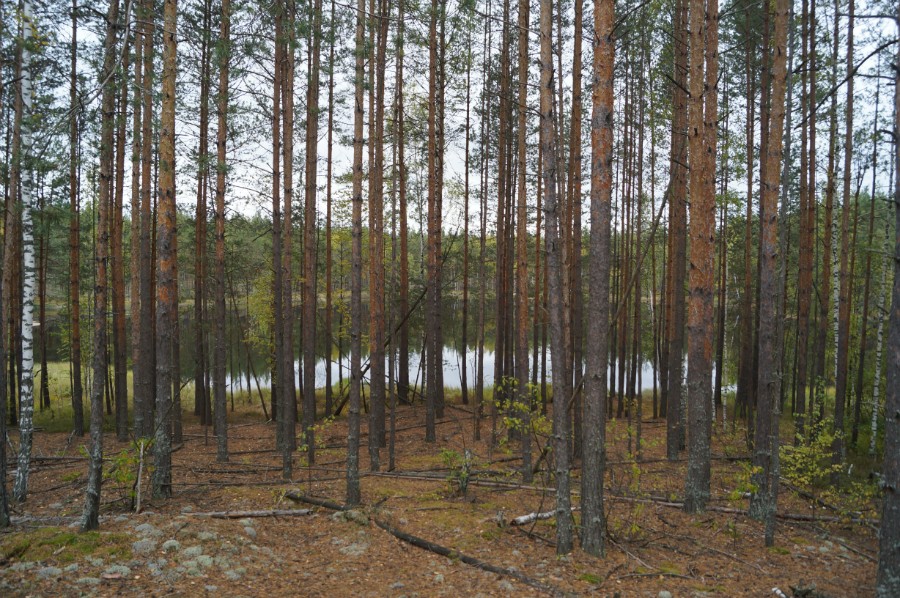 Сосновый лес у Безымянного озера
