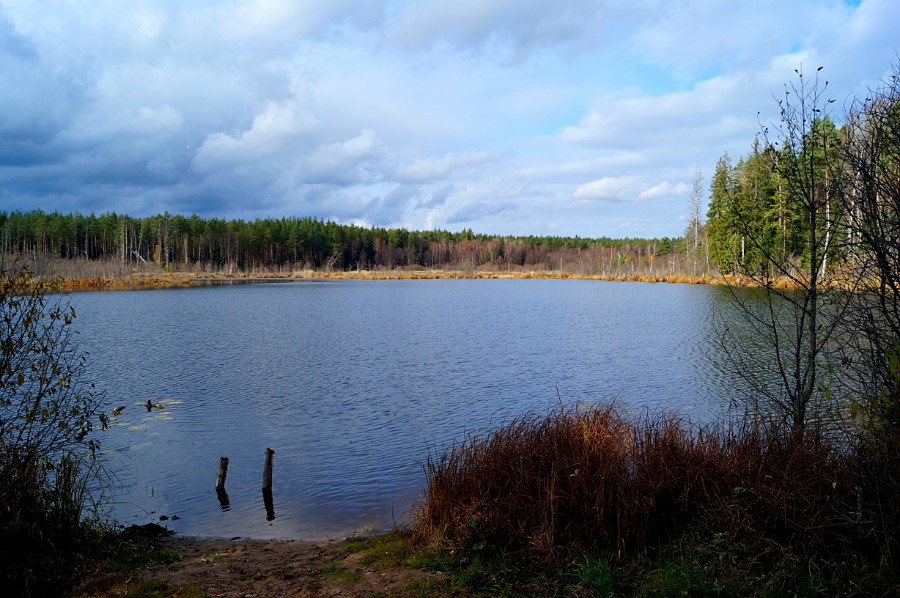 озеро Нарбус (Арбус) Меньщиковское осенью - Алоэвидный телорез утонул