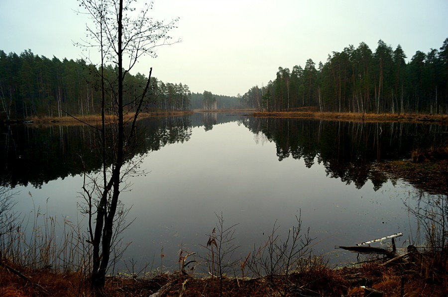 Озеро Большая Кривовка. Вид с севера