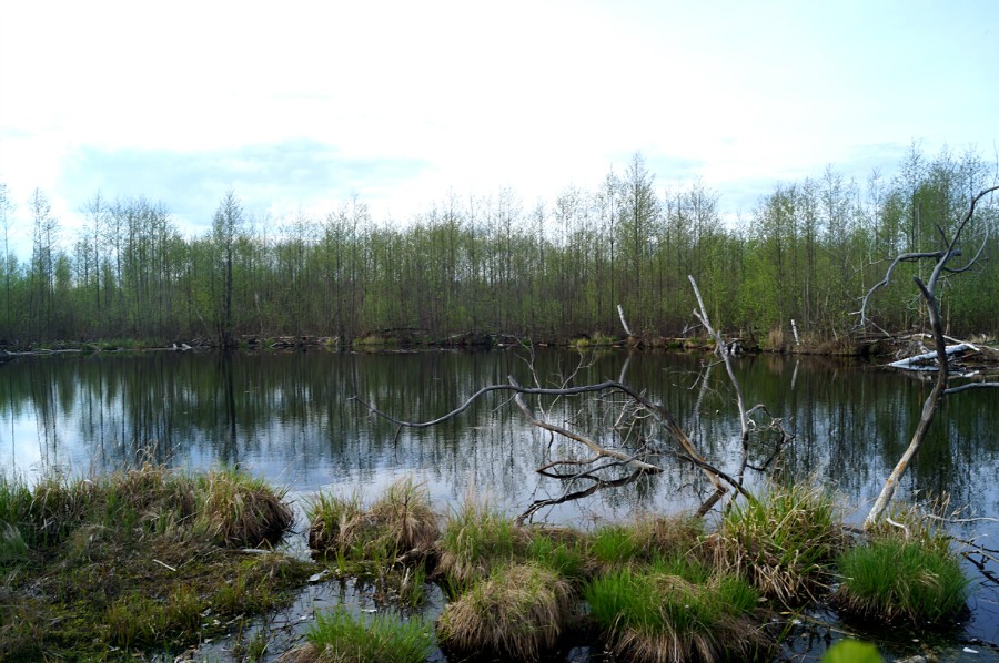 Безымянное озерцо в 5 км. к юго-востоку от д. Горицы